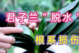 君子兰叶片严重“缺水”外翻打卷，你有遇到过吗？视频封面