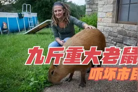 九斤重大老鼠吓坏市民，为对付更可怕的事情，市民行动起来视频封面