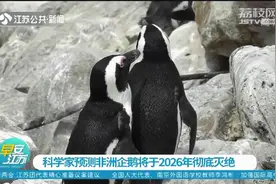 气温升高+食物减少，科学家预测非洲企鹅将于2026年彻底灭绝！视频封面