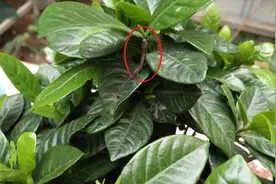 栀子花长满花苞却长虫了，教你一招除掉它视频封面