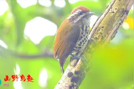 很小的啄木鸟，斑姬啄木鸟叫声，怎么一直在那里叫呢视频封面
