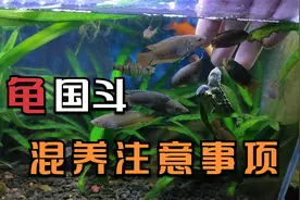 圆尾斗鱼和乌龟一起养，会被龟吃掉吗？其实国斗鱼更适合养在龟缸
