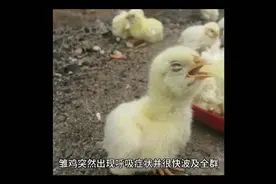 鸡冠发黑是什么原因造成的 鸡冠发黑，羽毛蓬松，精神不振怎么了视频封面