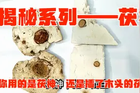 揭秘系列——茯神：你用的是自然生长的茯神，还是插了木棍的茯苓视频封面