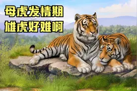 母虎进入了发情期，雄虎寸步不离，各种心酸只有雄虎自己知道！视频封面