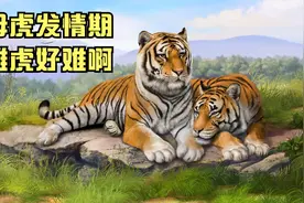 母虎进入了发情期，雄虎寸步不离，各种心酸只有雄虎自己知道！视频封面
