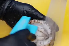 鲜肥美味的鲍鱼，到底有多脏？小伙拿钢刷清理，鲍鱼变得白白嫩嫩视频封面