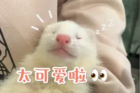 宠物拔草博主逛它博会！羊毛没薅到，血槽要空了！视频封面