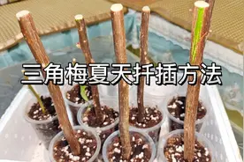 夏天扦插三角梅，可以使用这个方法！只需二十天长满大白根视频封面
