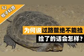 为何说过路鳖捡不得，这种鳖有何特别之处？捡了的话会发生什么视频封面