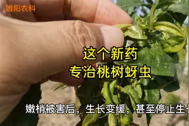 这个新药，专治桃树苹果等果树上的蚜虫，喷一次能管21天视频封面