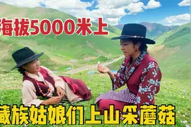 在海拔5000米牧区会高反吗？藏族姑娘们上山采蘑菇，生活自由自在视频封面