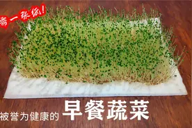 种出奇亚籽芽苗菜一张纸就够了，早餐必备的健康蔬菜视频封面