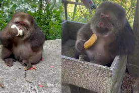 独臂猴子寺庙收养20年成吉祥物，会嗑瓜子喝牛奶，眼神满是慈悲视频封面