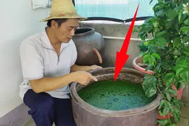 大缸里放了50条泥鳅自然生长一年，舀干水，看看啥情况视频封面