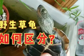如何区分野生草龟？十几年间只见过一次野草龟，谈区别真有点困难