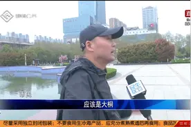 邯郸“市树”“市花”是什么，你知道吗？视频封面