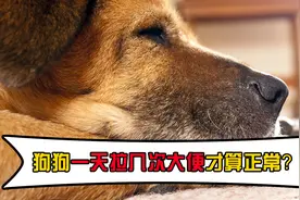 狗狗一天拉几次大便才算正常？视频封面