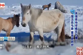 为拯救地球，美俄制定疯狂计划？复活猛犸象，重现冰河纪视频封面
