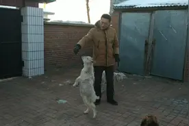 会直立行走的小山羊脾气挺倔，不高兴就啃木头，这是属小白兔的吧视频封面