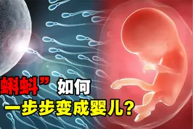 精子是如何变成婴儿的？人类诞生的全过程，有多神奇和伟大？视频封面