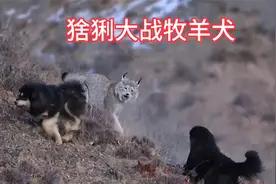 猞猁战斗力爆表，一挑六大战牧羊犬视频封面