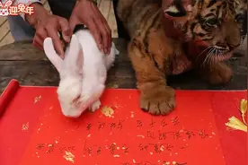 春节将至！云南野生动物园寅虎卯兔交班 伸爪签订“交接文书”视频封面