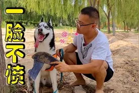 狗狗闯祸被主人责骂，看到二哈最后的骚操作后，主人：你赢了视频封面