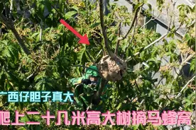 这广西仔胆子真大，爬上二十几米高大树摘马蜂窝，看得惊心动魄！视频封面