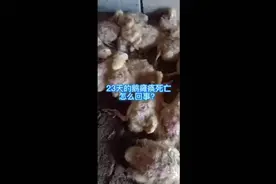 小鹅包心包肝是什么病，小鹅病毒性浆膜炎怎么治视频封面