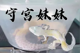 守宫妹妹初来乍到，豹纹守宫与肥尾守宫合养记视频封面