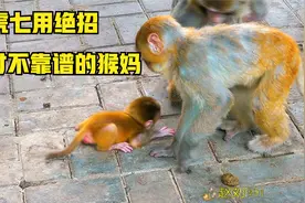 虎七被逼无奈，发脾气了，在地上打滚转圈，超级给力视频封面