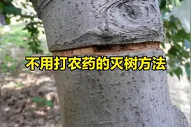 农村消灭大树的好方法，只需用刀割一圈，不用打药很安全！视频封面