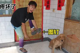 金毛整蛊小亮在门口撒满图钉，小亮被扎得满脚都是，可把他疼坏了视频封面