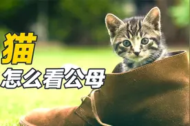 猫咪分公母，原来这么简单？7招教你分辨猫咪性别视频封面