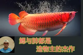 鱼鳃的工作原理你了解吗？ 鳃和肺都是神的杰作视频封面