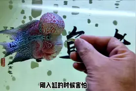 为什么观赏鱼会趴缸，大多数是什么原因导致的？视频封面