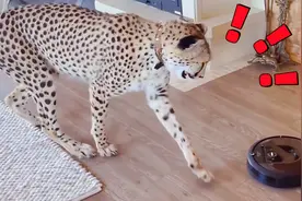 第一次看见扫地机器人，猎豹气得跳脚：为什么追我视频封面