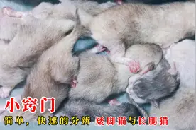 用8只金渐层小奶猫，教你如何分辨它们长大后是矮脚猫还是长腿猫