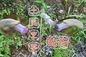 蛇药“野菰”被称为奇花异草，农村又叫“土灵芝草”，您认识吗？视频封面
