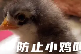 网友建议的各种防止小鸡叫的方法我都尝试了