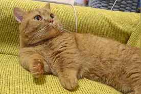 小猫菠萝头来家里打工的花絮~视频封面