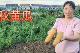 朱哥种菜没带种子，朱嫂菜地现采新鲜黄瓜种，发芽率更快视频封面