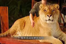 400斤重的狮虎兽对战虎狮兽，场面难得一见，谁会更胜一筹呢视频封面