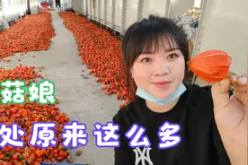 东北特产红菇娘全身都是宝，可惜很多人都不知道，它的好处太多了视频封面