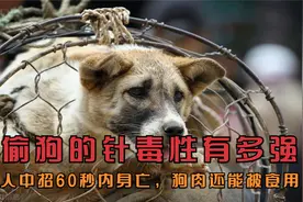 偷狗的针毒性有多强？人中招60秒内身亡，狗肉还能被食用吗？视频封面