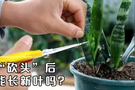 虎皮兰砍头后能长新叶吗？如果不砍错，长新叶太简单视频封面