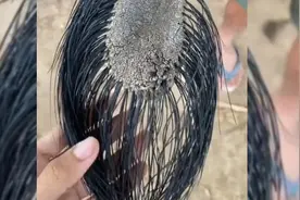 这是什么动物的尾巴？活那么久第一次看楚大象尾巴长这样视频封面