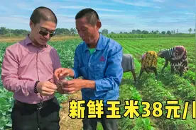 中国小伙在非洲承包土地，种植蔬菜和玉米，新鲜玉米38元一斤视频封面