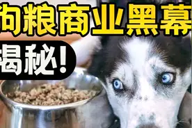 爱狗人士注意！狗粮真的适合狗吃么？【曹小灵】视频封面